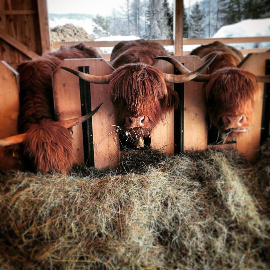 Chi Plans Séjour à la ferme *