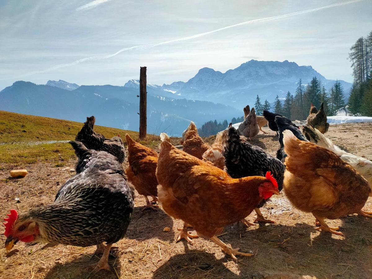 Séjour à la ferme Chi Plans